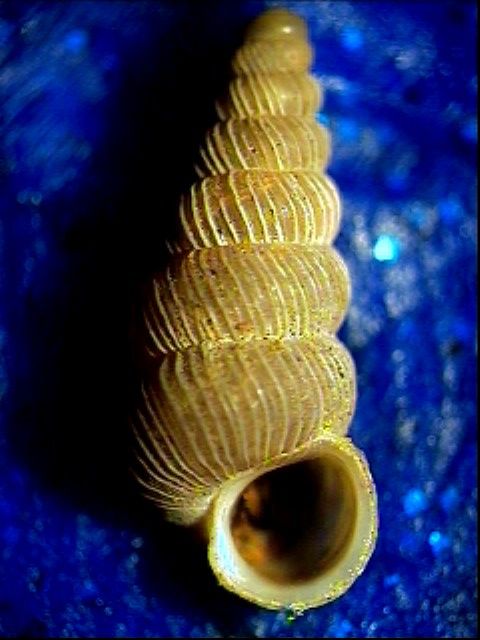 Cochlostoma montanum cassiniacum (Saint Simon in Paulucci)